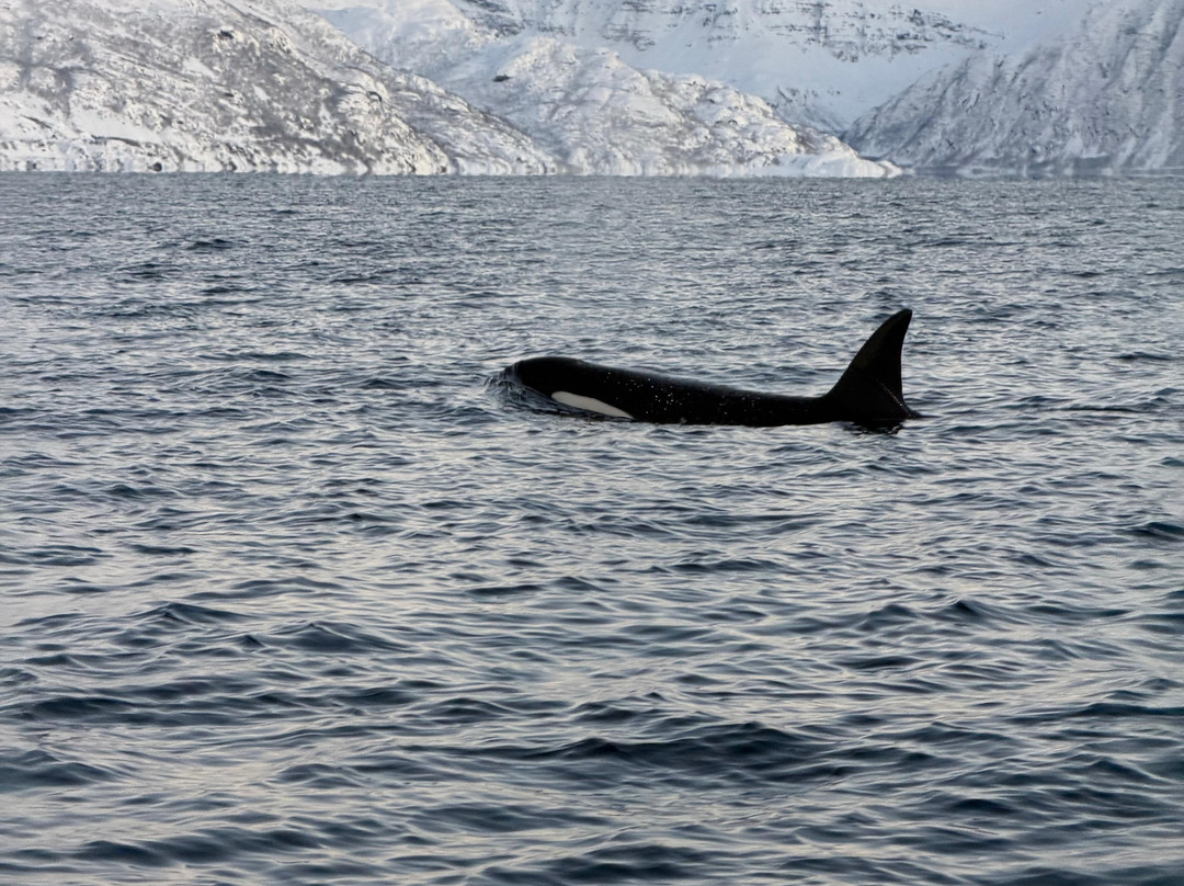 Explore 70 Degrees-Skjervoy必去景点