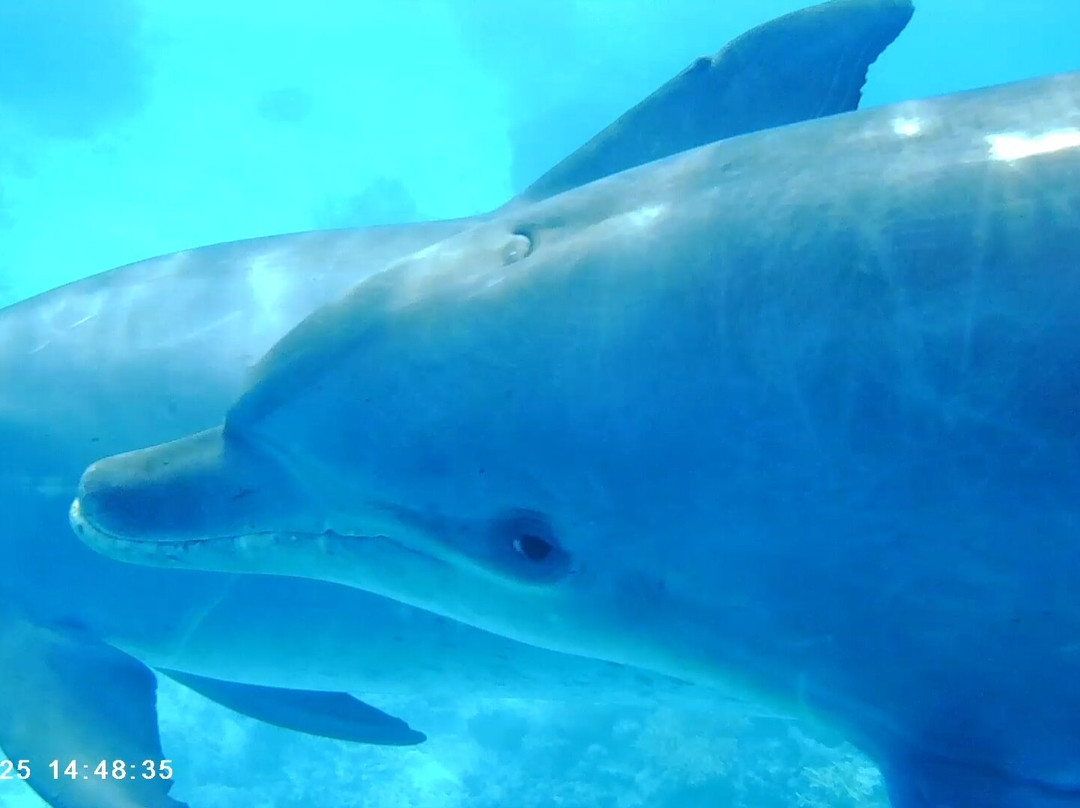 Chill tours-Port Safaga必去景点