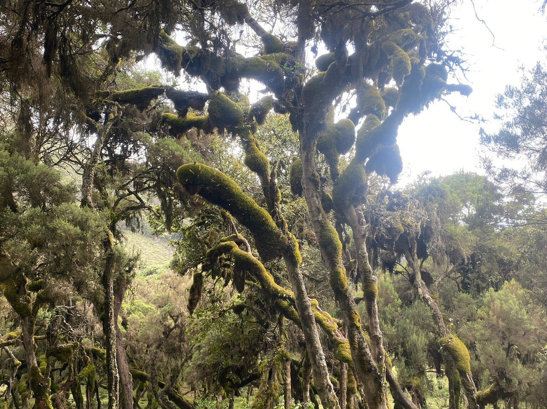 Trek Ethiopia-Bale Mountains National Park必去景点