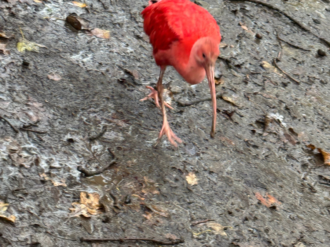 Bridlington Animal Park-布里德灵顿必去景点