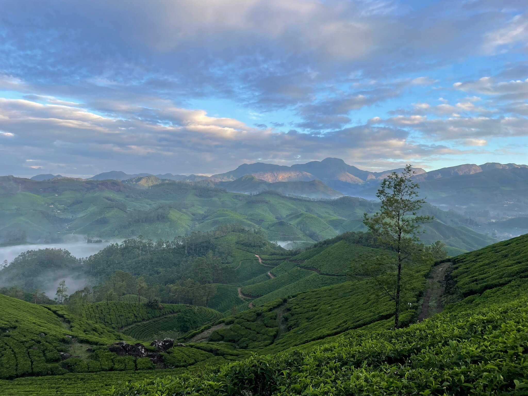 Fragrant Nature Munnar-官方