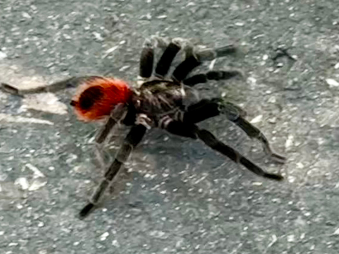 DANTA TOURS-Xpujil Town必去景点