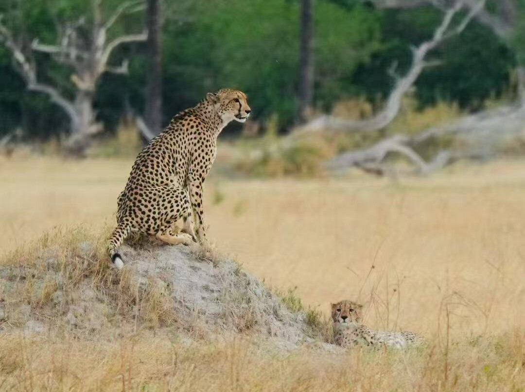 Safari Specialists-马翁必去景点