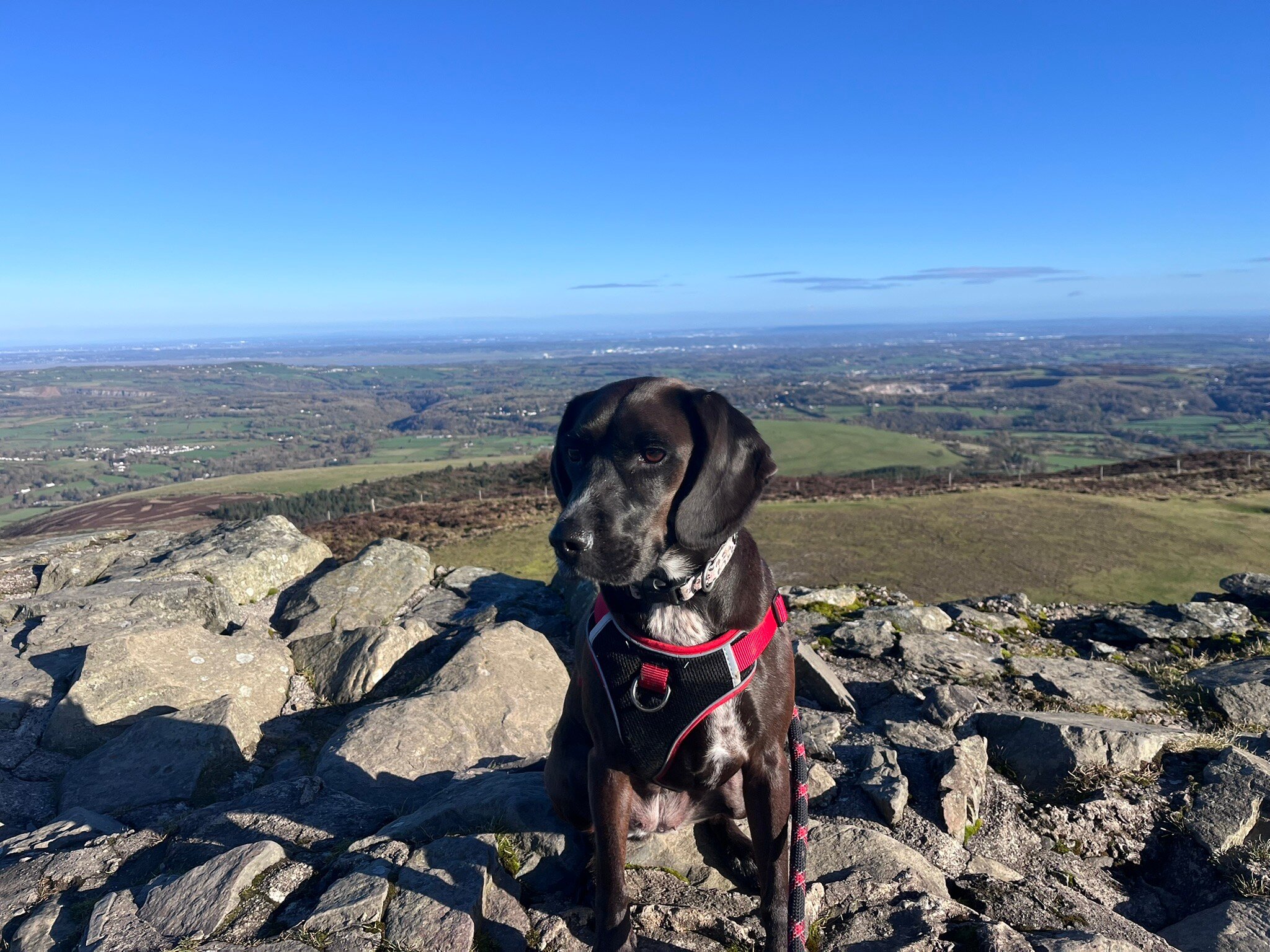 The Swan Tarporley-官方