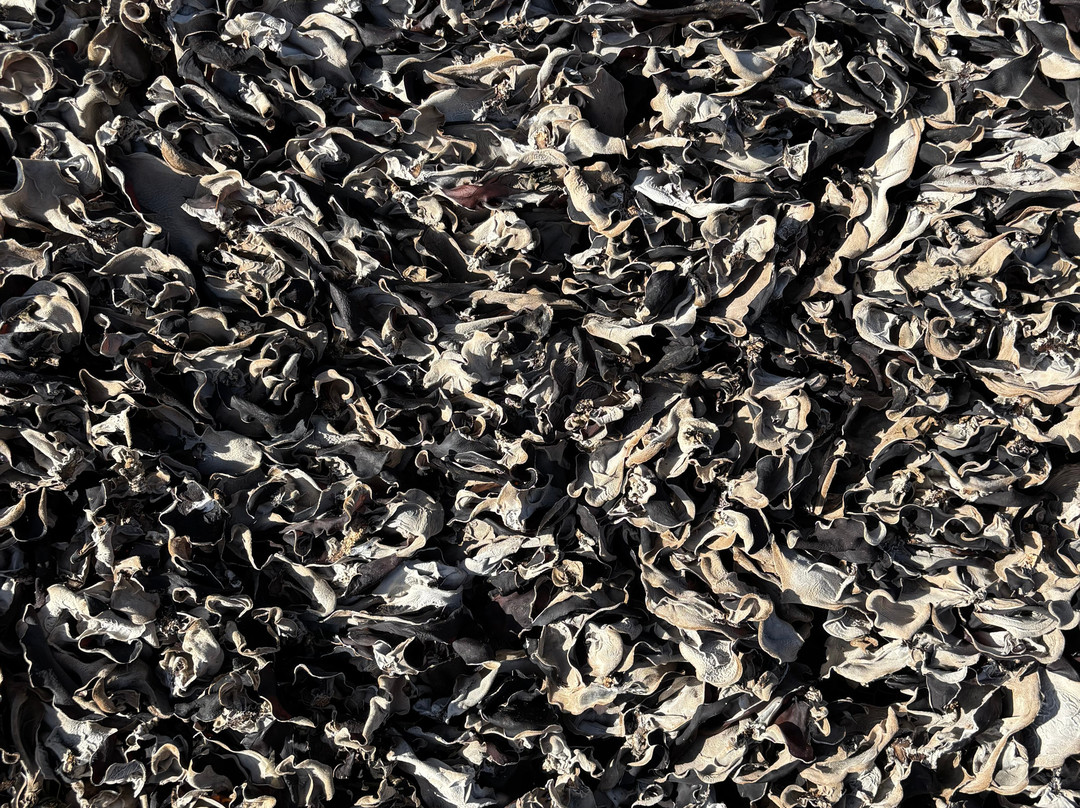 Mr. Peace's Tour Dalat-大勒必去景点