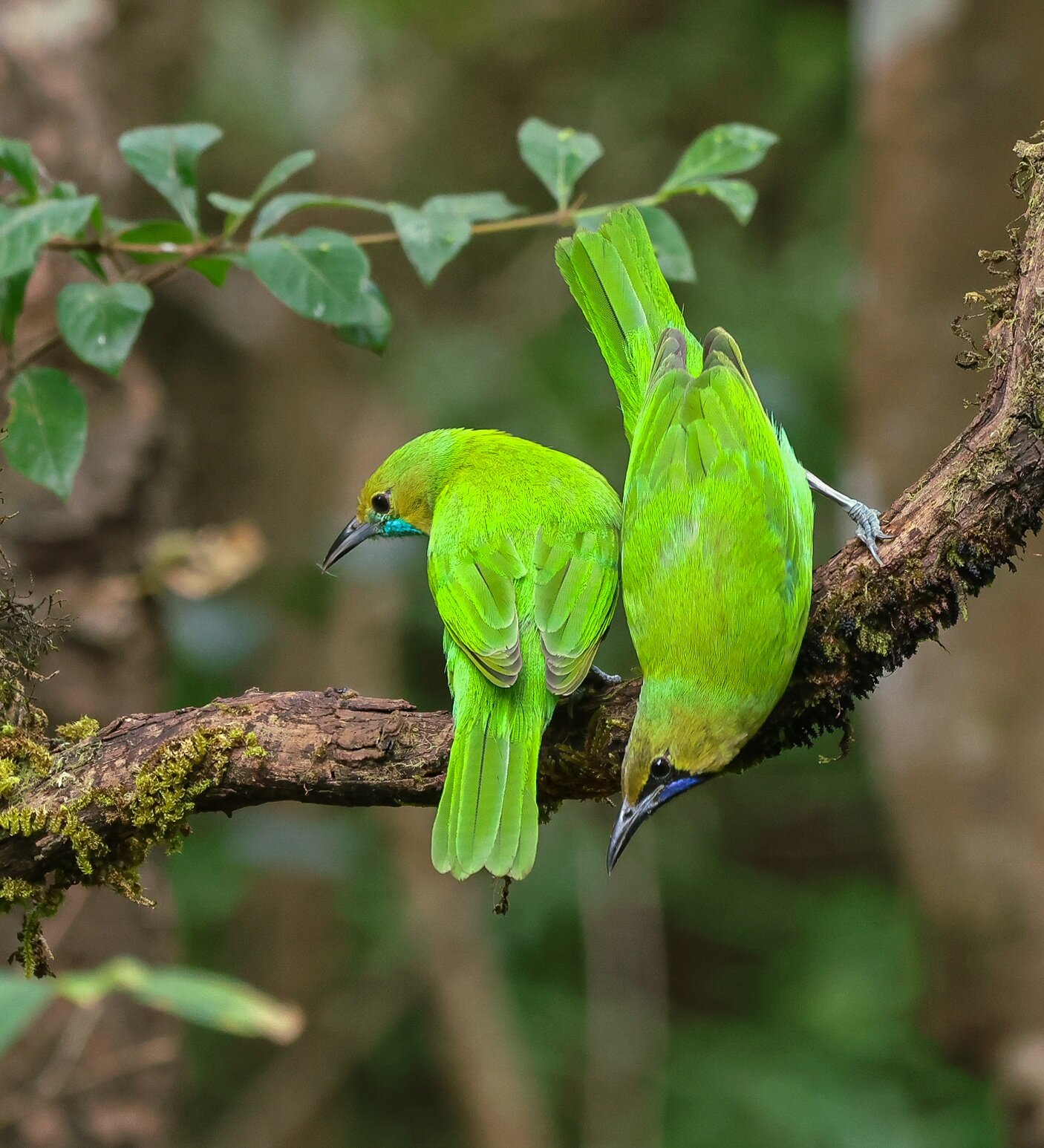 Kadumane Homestay-官方