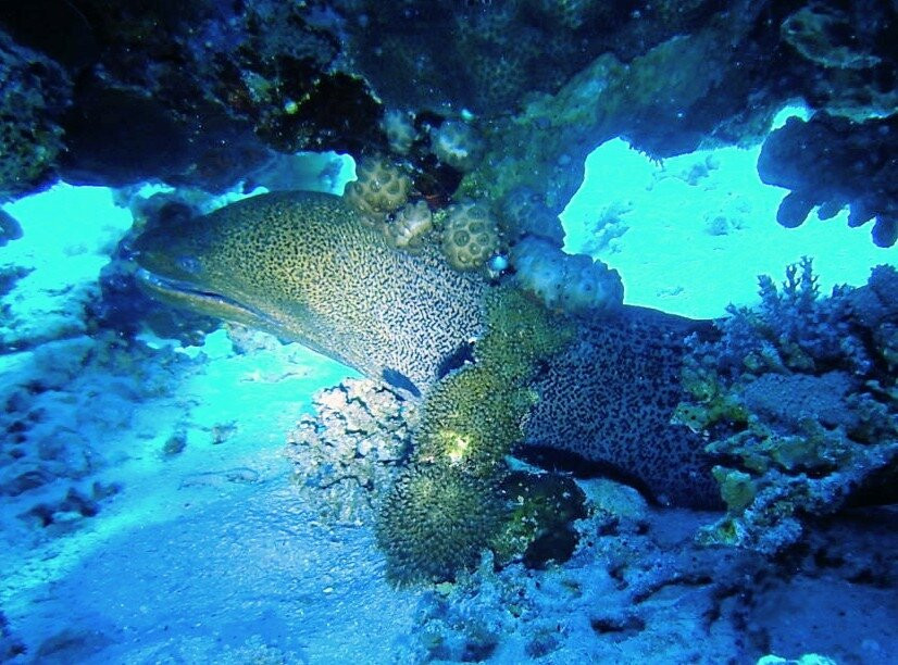 Ducks Diving Safaga-Safaga必去景点