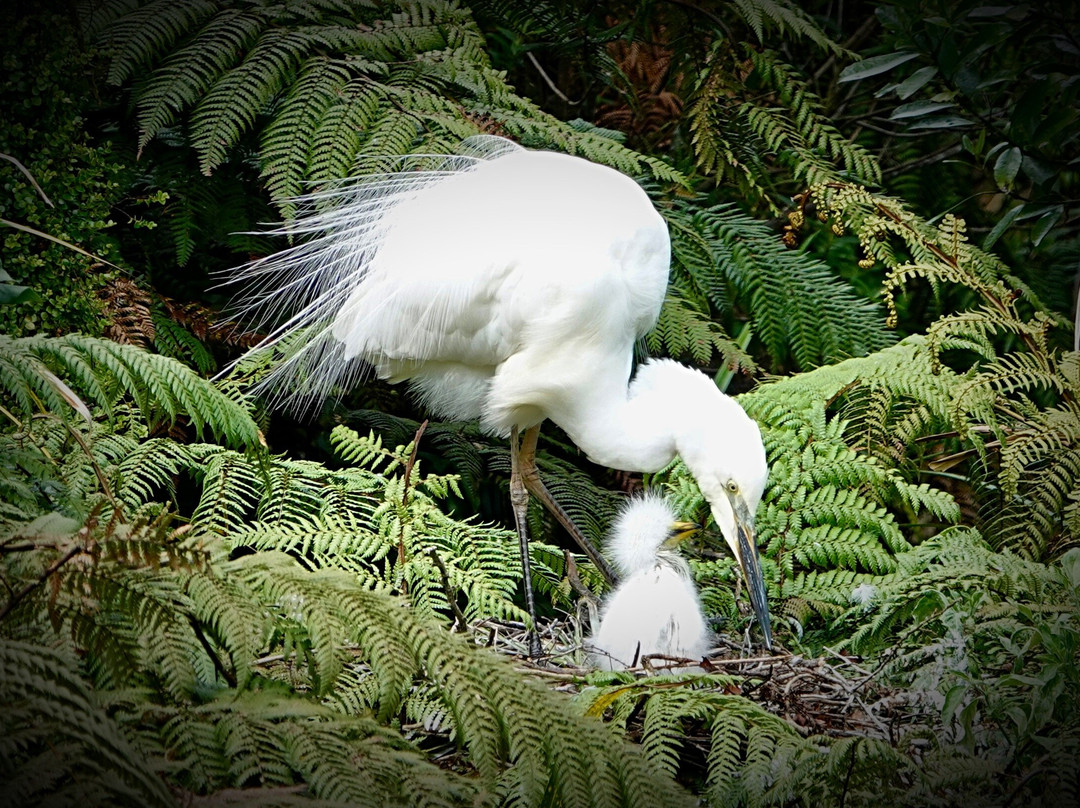 苍鹭保护区-Whataroa必去景点