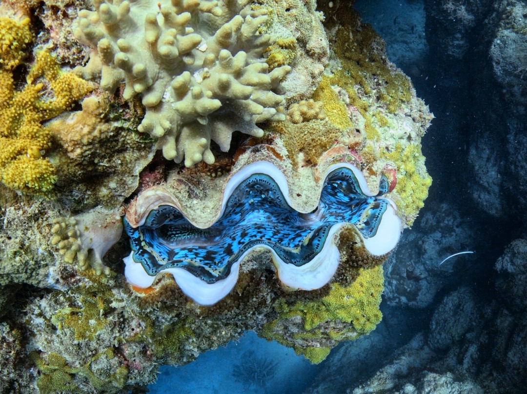 潜水冒险-艾尔利滩必去景点