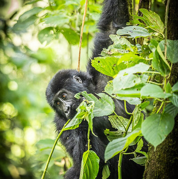Lush Africa Safaris-坎帕拉必去景点