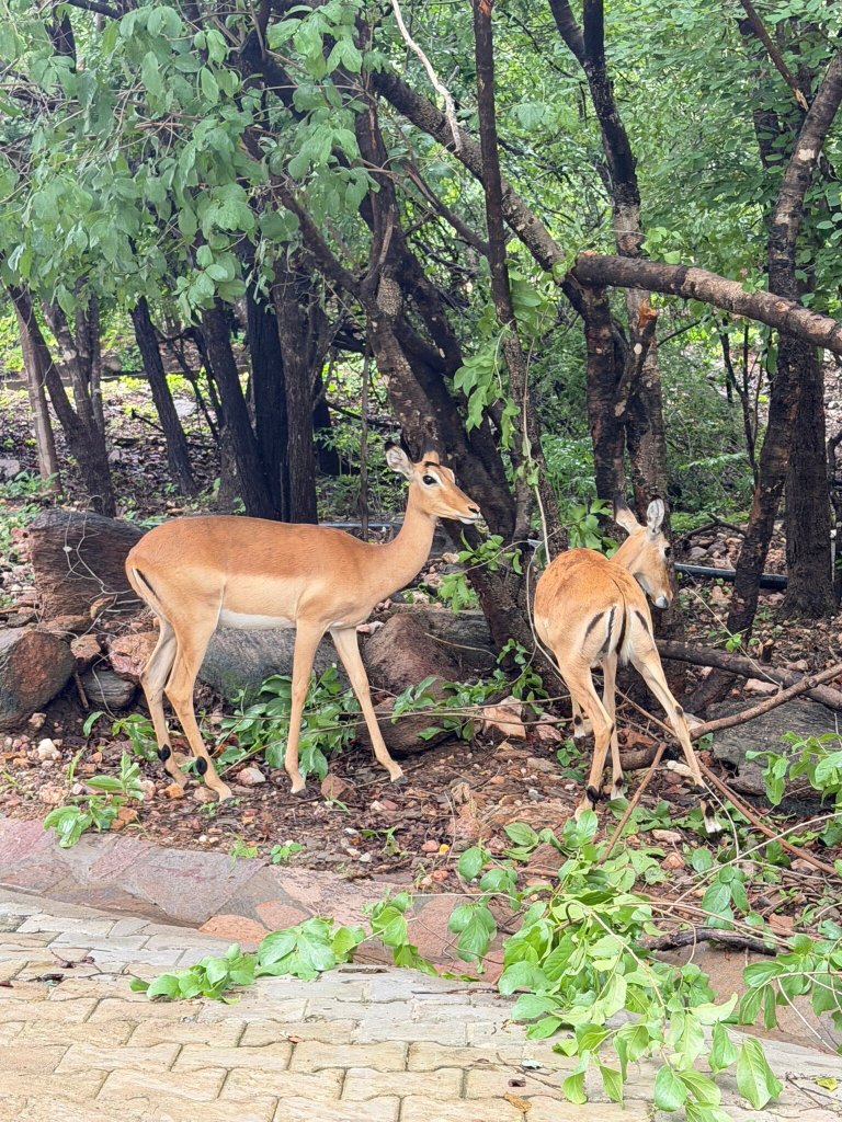 Lake Kariba Inns-官方