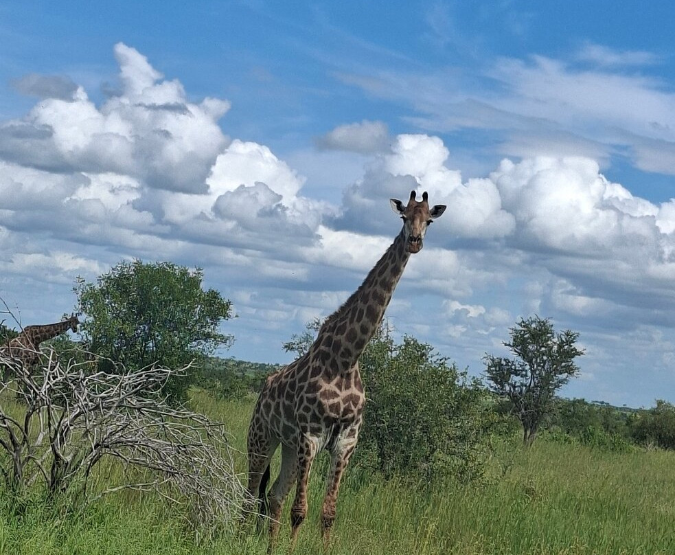Game drives at Phalaborwa Gate in Kruger National Park-克鲁格国家公园必去景点