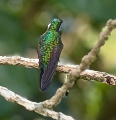 Monteverde Tours-Cerro Plano必去景点