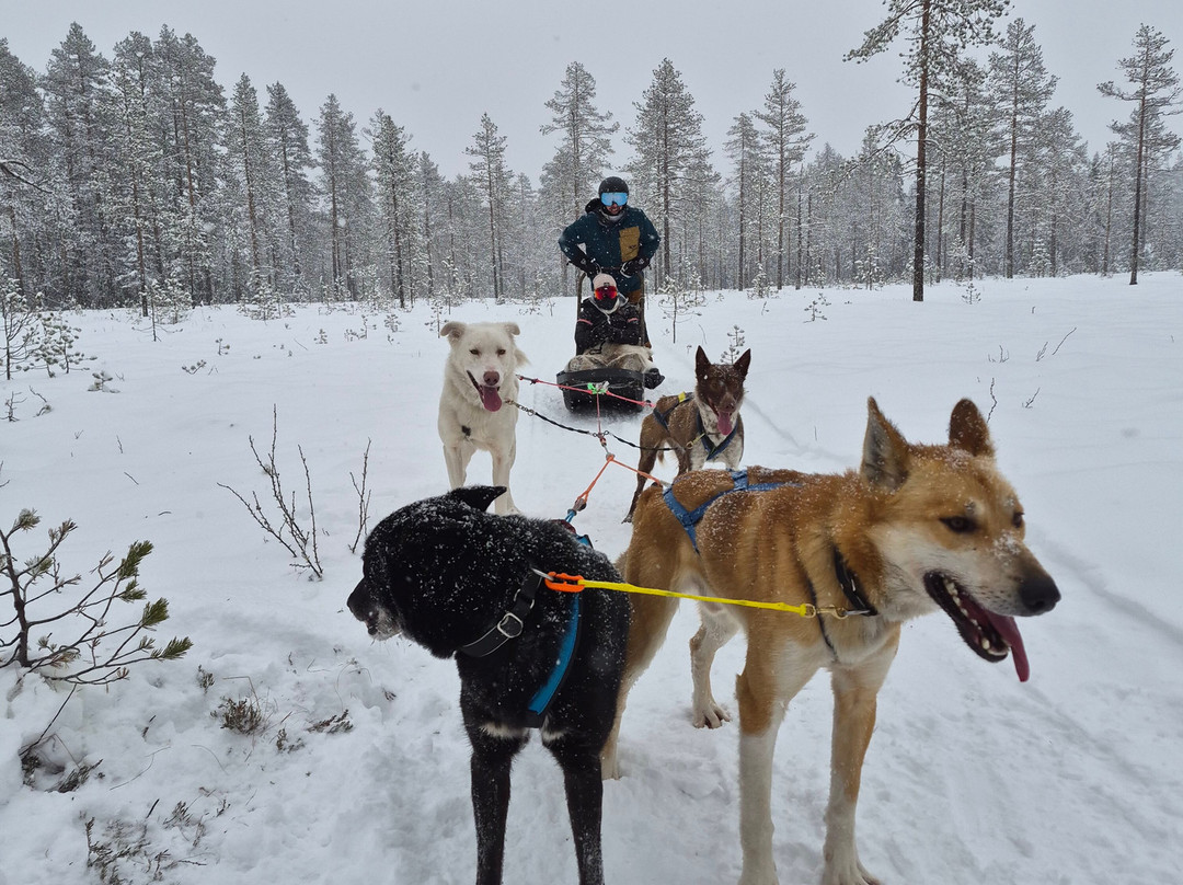 Trysil Husky-Torberget必去景点