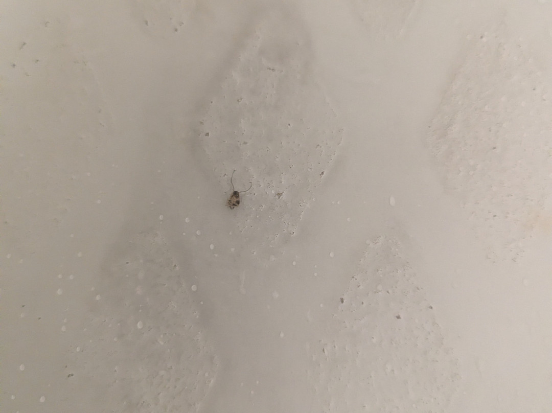 Red Roof Inn Detroit - Royal Oak/ Madison Heights主图