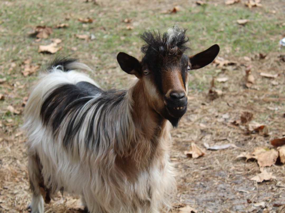 Rooterville Animal Sanctuary-Melrose必去景点