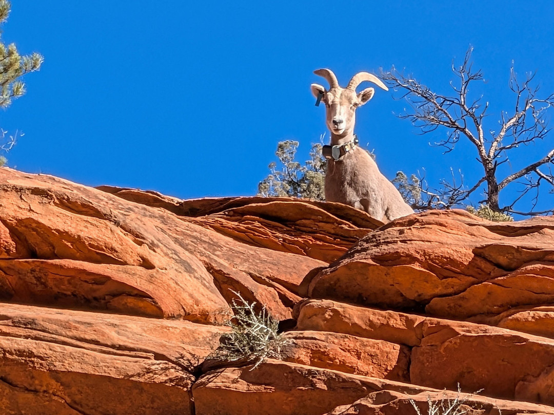 Many Pools Trail-锡安国家公园必去景点