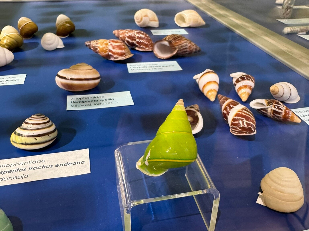 Magical World of Shells Museum-皮兰必去景点