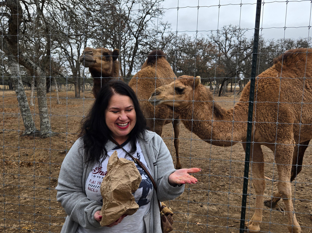 Grapetown Vineyard-弗雷德里克斯堡必去景点