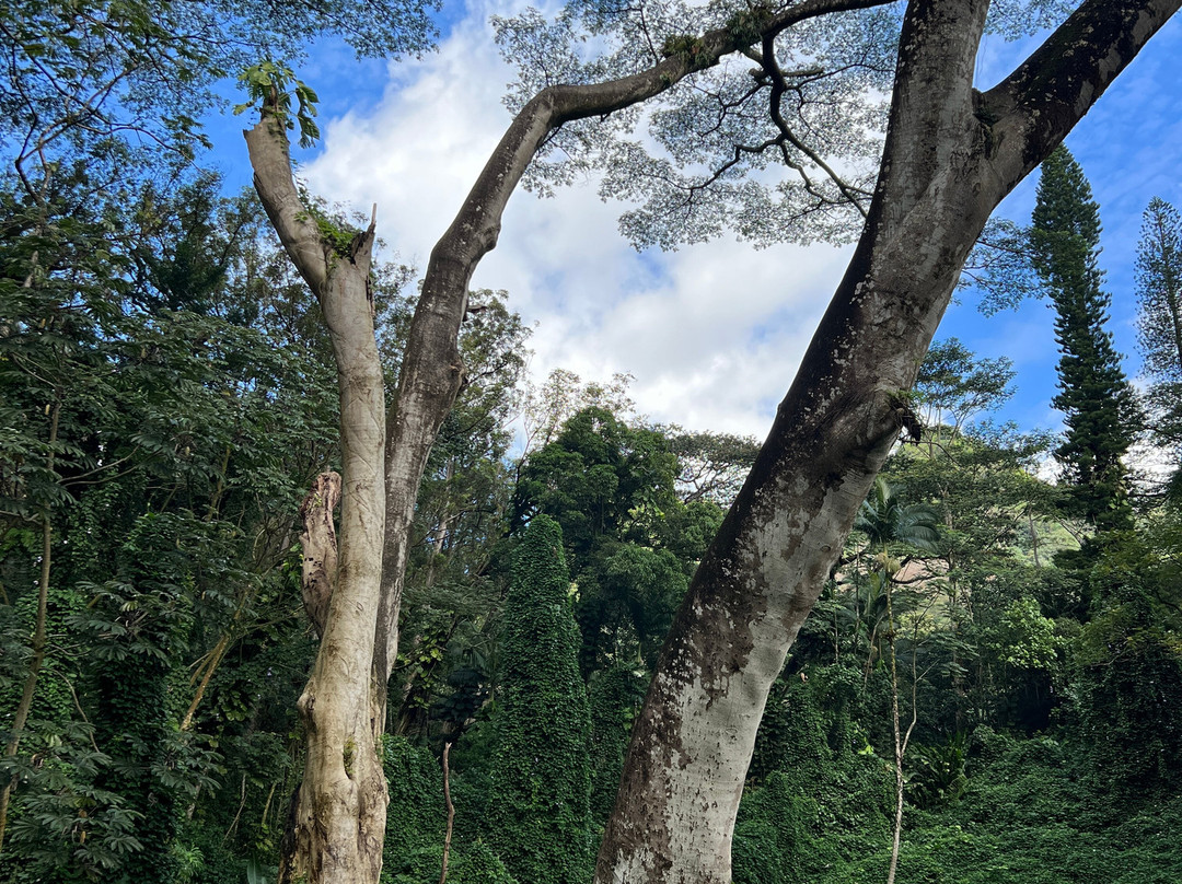 Cirque du Soleil 'Auana-火奴鲁鲁必去景点