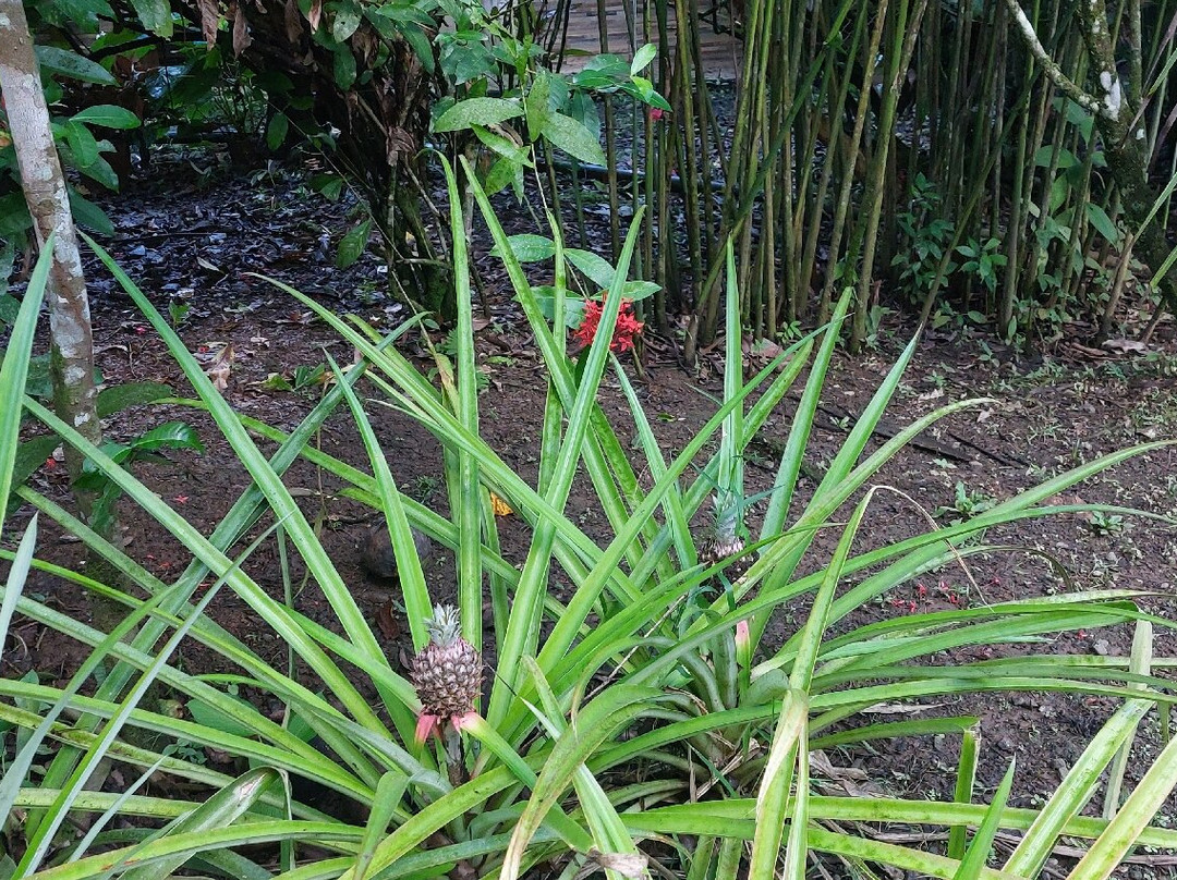 Rancho Raices De Puerto Jimenez-希门尼斯港必去景点