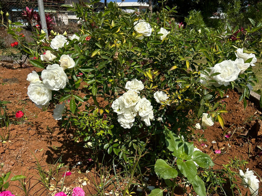 Rose Garden-Saputara必去景点