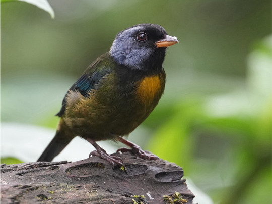 Reserva Mashpi Amagusa