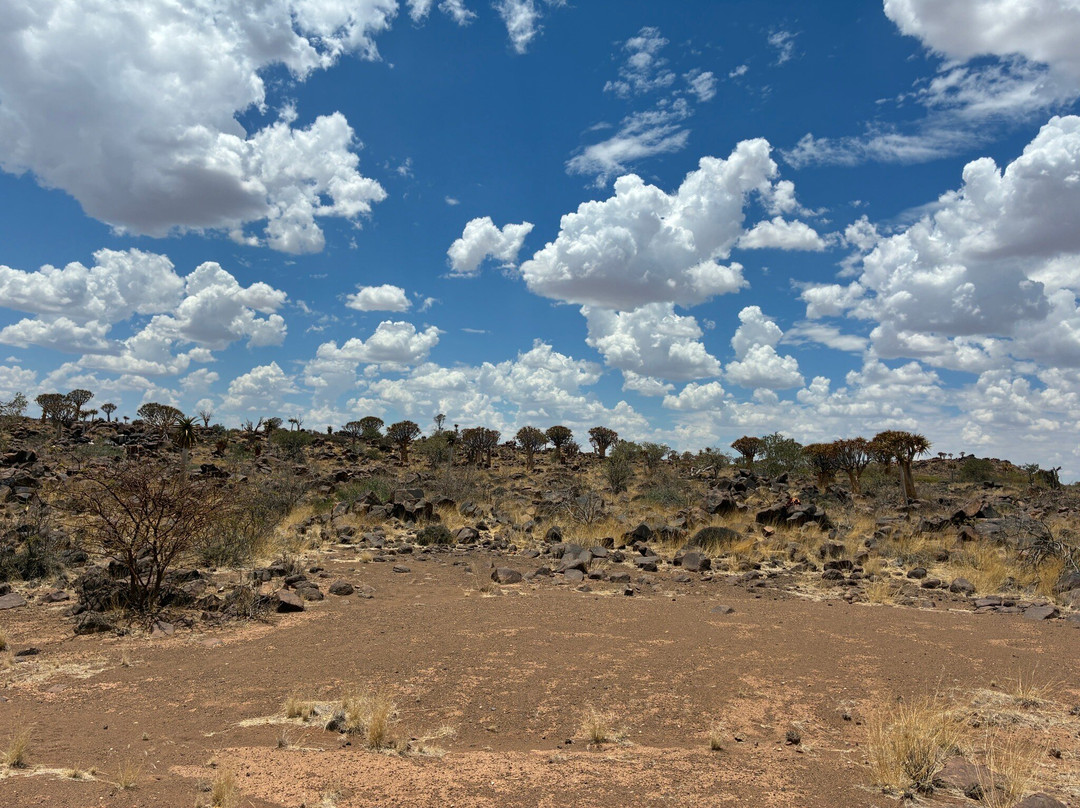 Quivertree Forest and Giant's Playground-Keetmanshoop必去景点