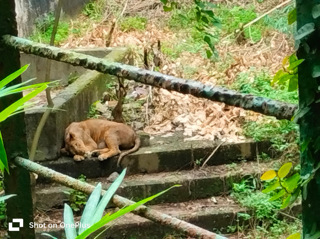Assam State Zoo-古瓦哈提必去景点