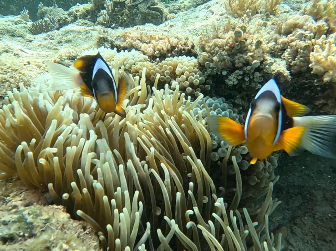 Safari Shwari Mafia Island-Utende必去景点