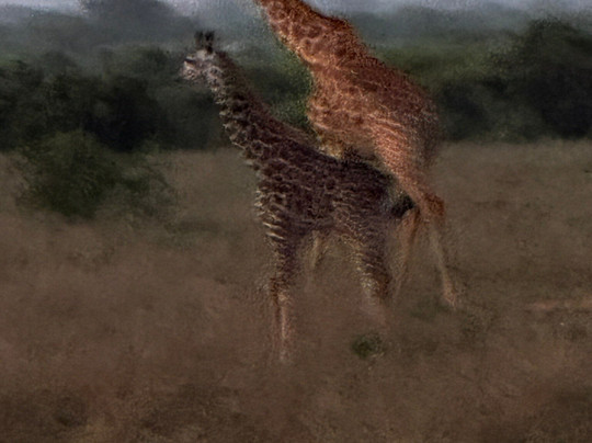 Mimmo Shaibu Kenya Safari-瓦塔木必去景点