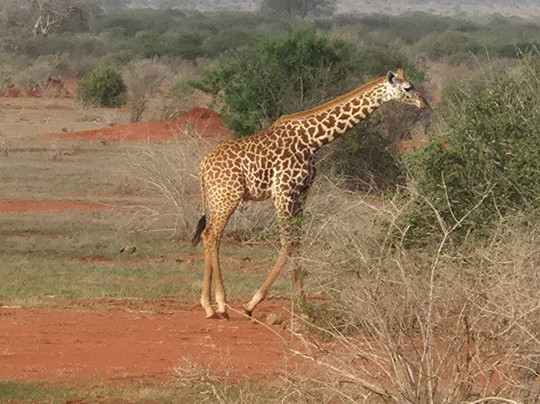 Enrico Safari Kenia-瓦塔木必去景点