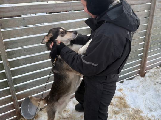 Kvaløya Husky-特罗姆瑟必去景点