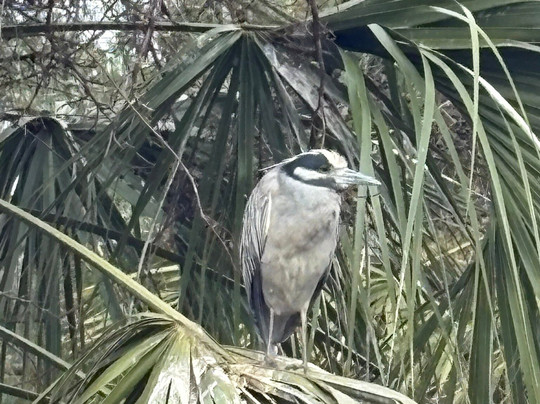 St. Augustine Alligator Farm Zoological Park-圣奥古斯丁必去景点