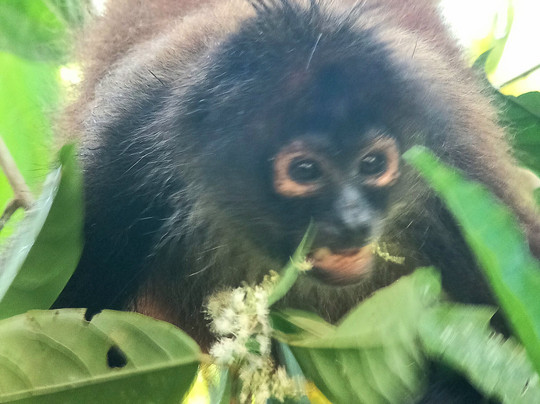 Corcovado National Park-Carate必去景点