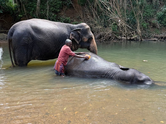 Elephant Freedom Project-凯格勒 必去景点