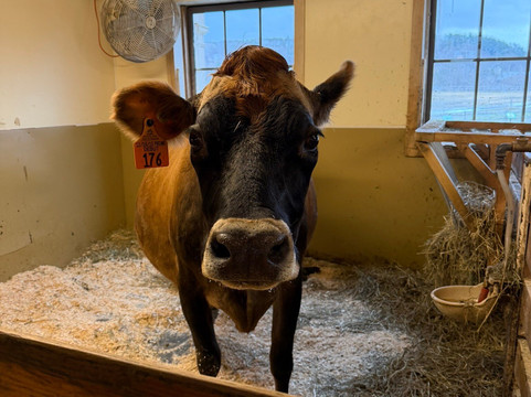 Billings Farm & Museum-伍德斯托克必去景点