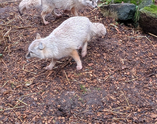 Hoo Zoo And Dinosaur World-特尔福德必去景点