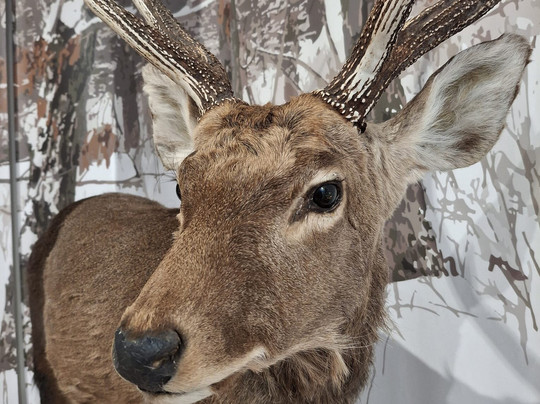 Asahidake Visitor Center-东川町必去景点