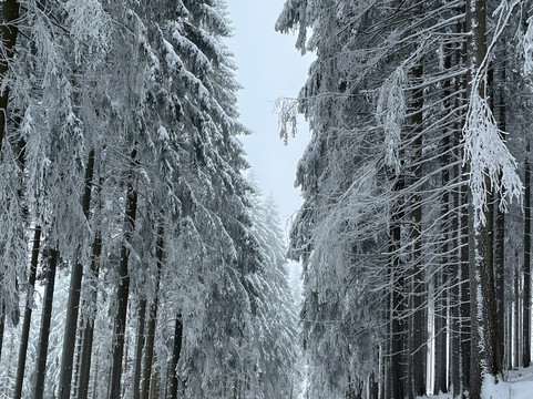 Hotel Waldhaus Ohlenbach主图