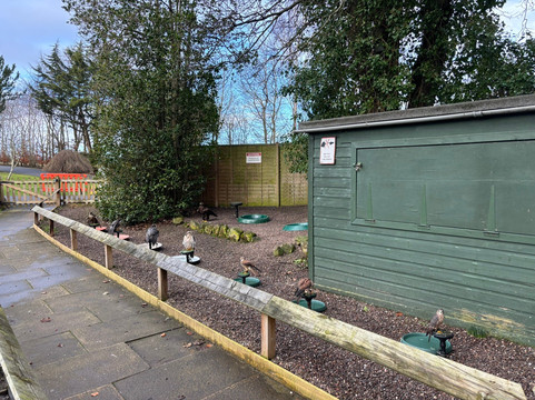 Dalhousie Castle Falconry-邦尼里格必去景点