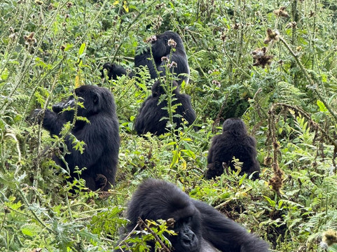 Pinnacle Africa-坎帕拉必去景点