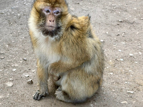 Cèdre Gouraud-Azrou必去景点