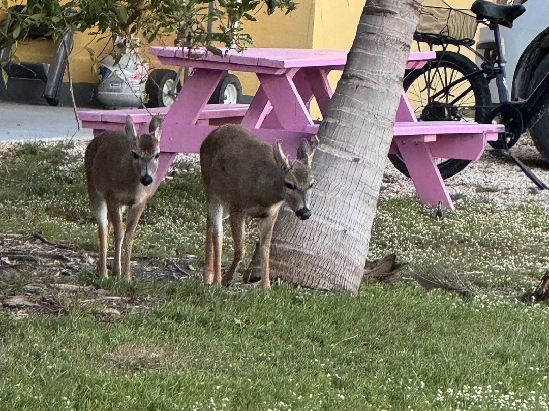 Old Wooden Bridge Marina主图