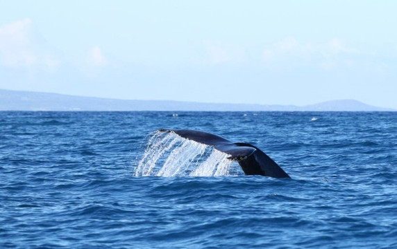 Da Whale Boat: Big Island Humpback Adventures-卡威哈也必去景点