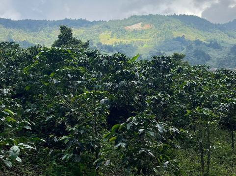 Medellin Coffee Farm Tour-麦德林必去景点