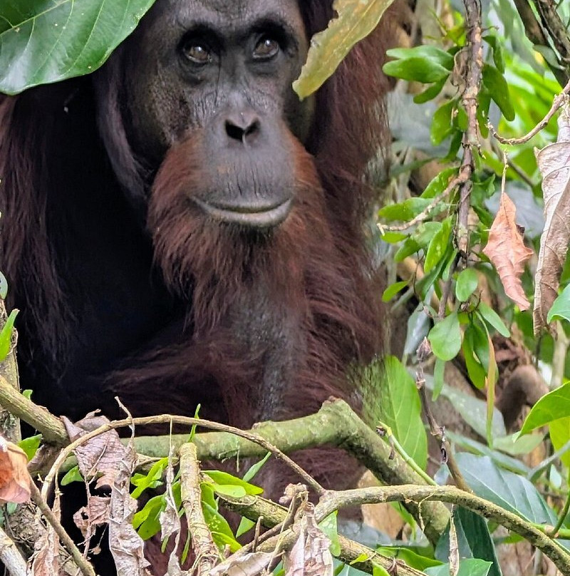 Sumatra Orangutan Tours-武吉拉旺必去景点