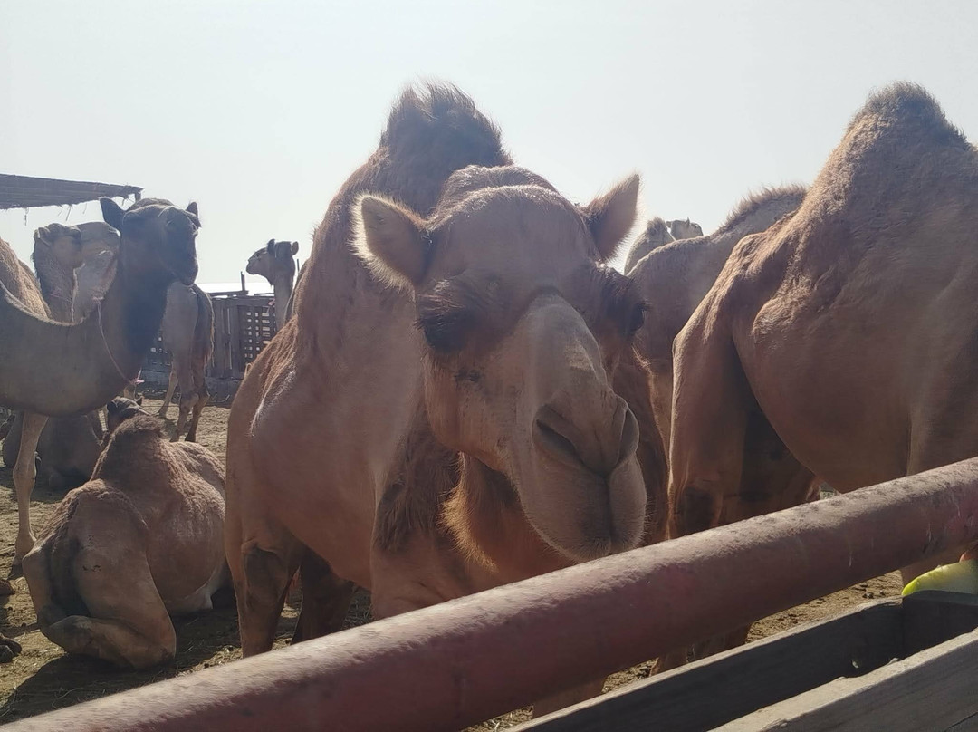 Salalah Safar-塞拉莱必去景点