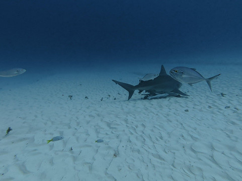 Triton diving-普拉亚德尔卡曼必去景点