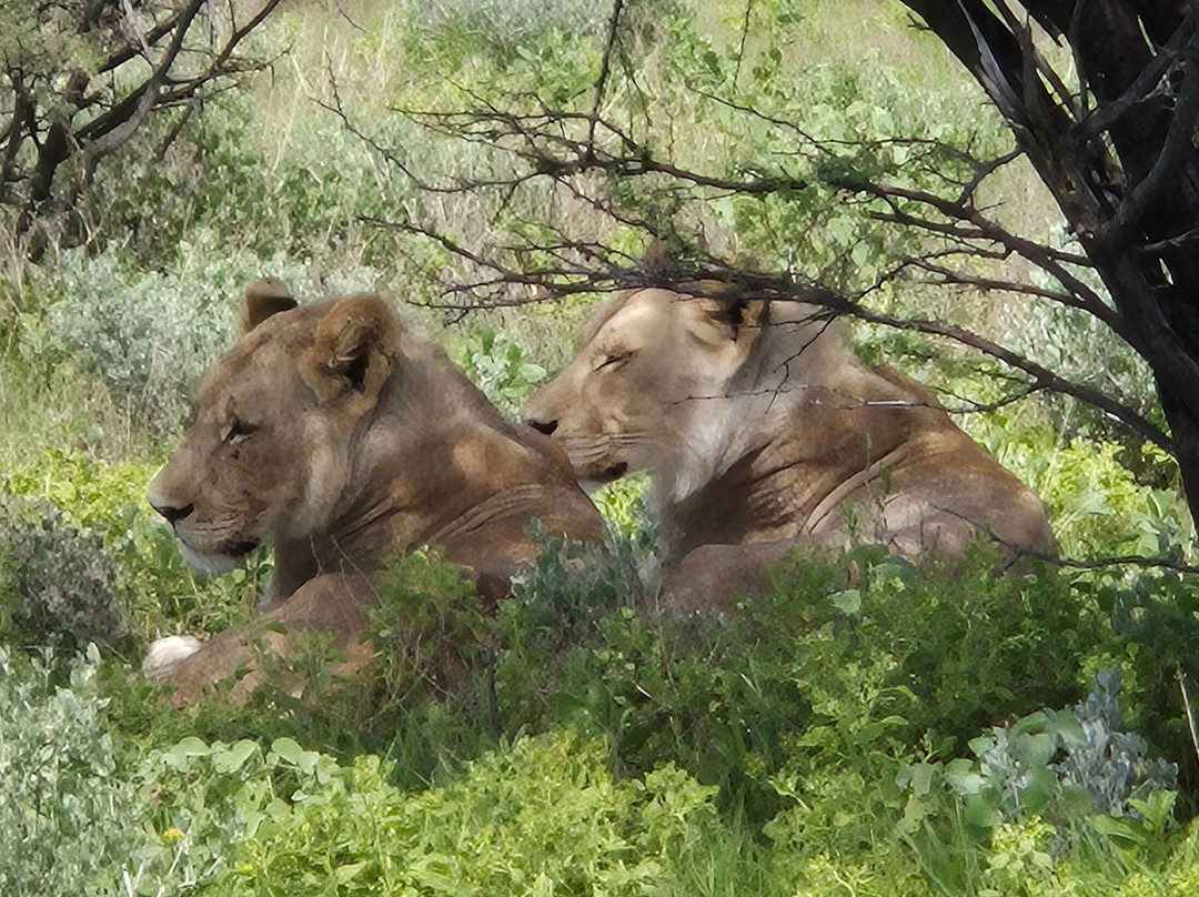 Born in Etosha Self-Drive Private Tours-Okaukuejo必去景点